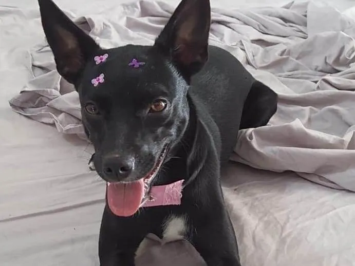 Foto de Índia perdido em São Paulo