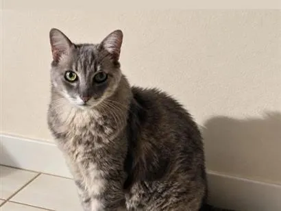 Foto de Bebeá perdido em Lins