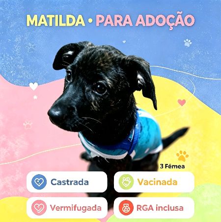 Foto de Matilda adocao em São Paulo