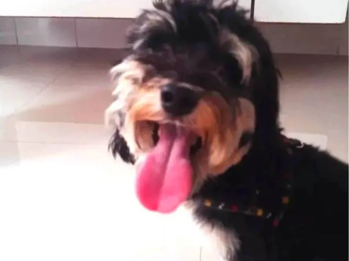 Foto de Afonso perdido em São Paulo