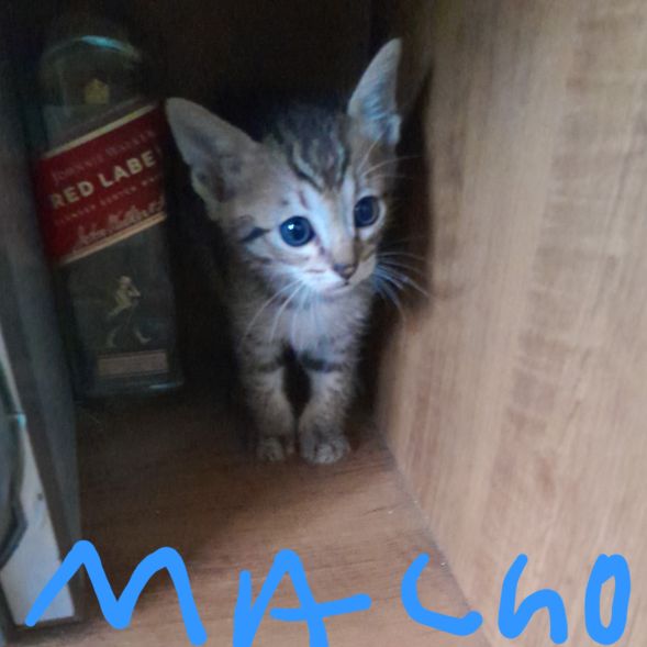Foto de gato adocao em São Paulo