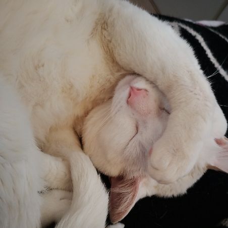 Foto de gato adocao em São Paulo