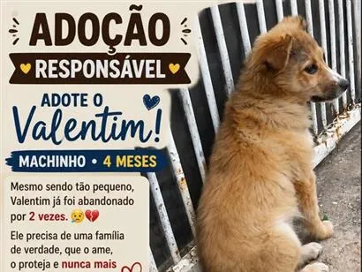 Foto de Valentim para doação adocao em São Bernardo do Campo