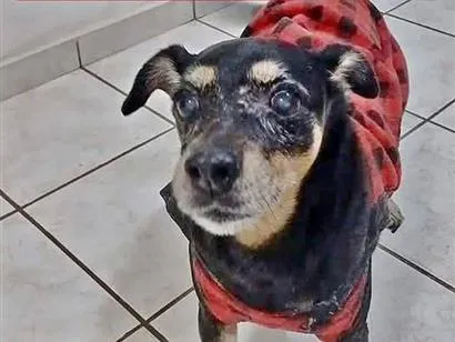 Foto de Ohana perdido em Bauru