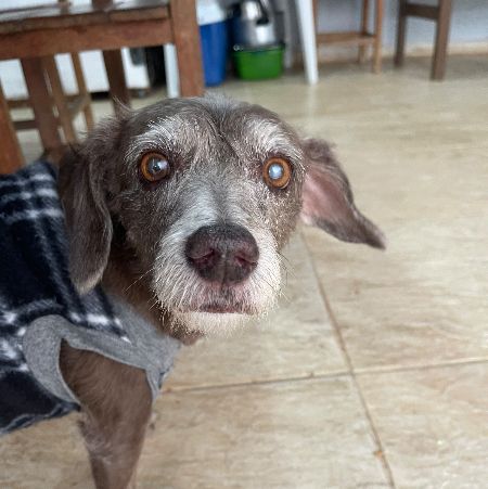 Foto de Fuminho perdido em São José do Rio Preto