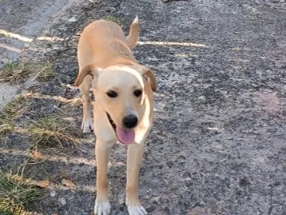 Foto de Lia para doação adocao em Campinas