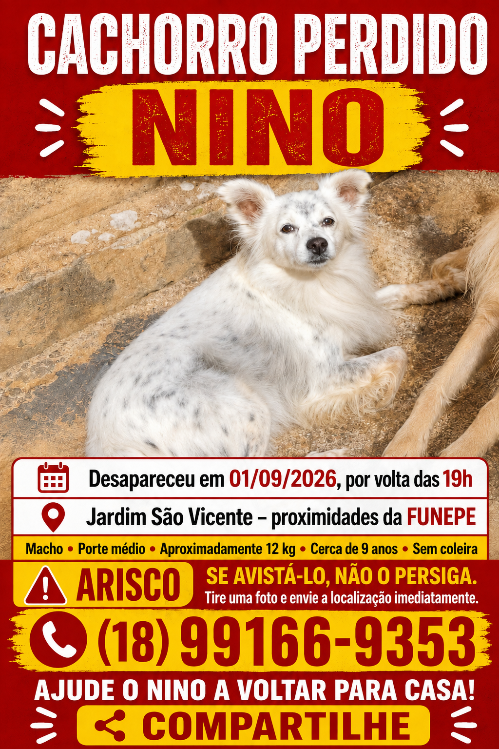 Foto de Nino perdido em Penápolis