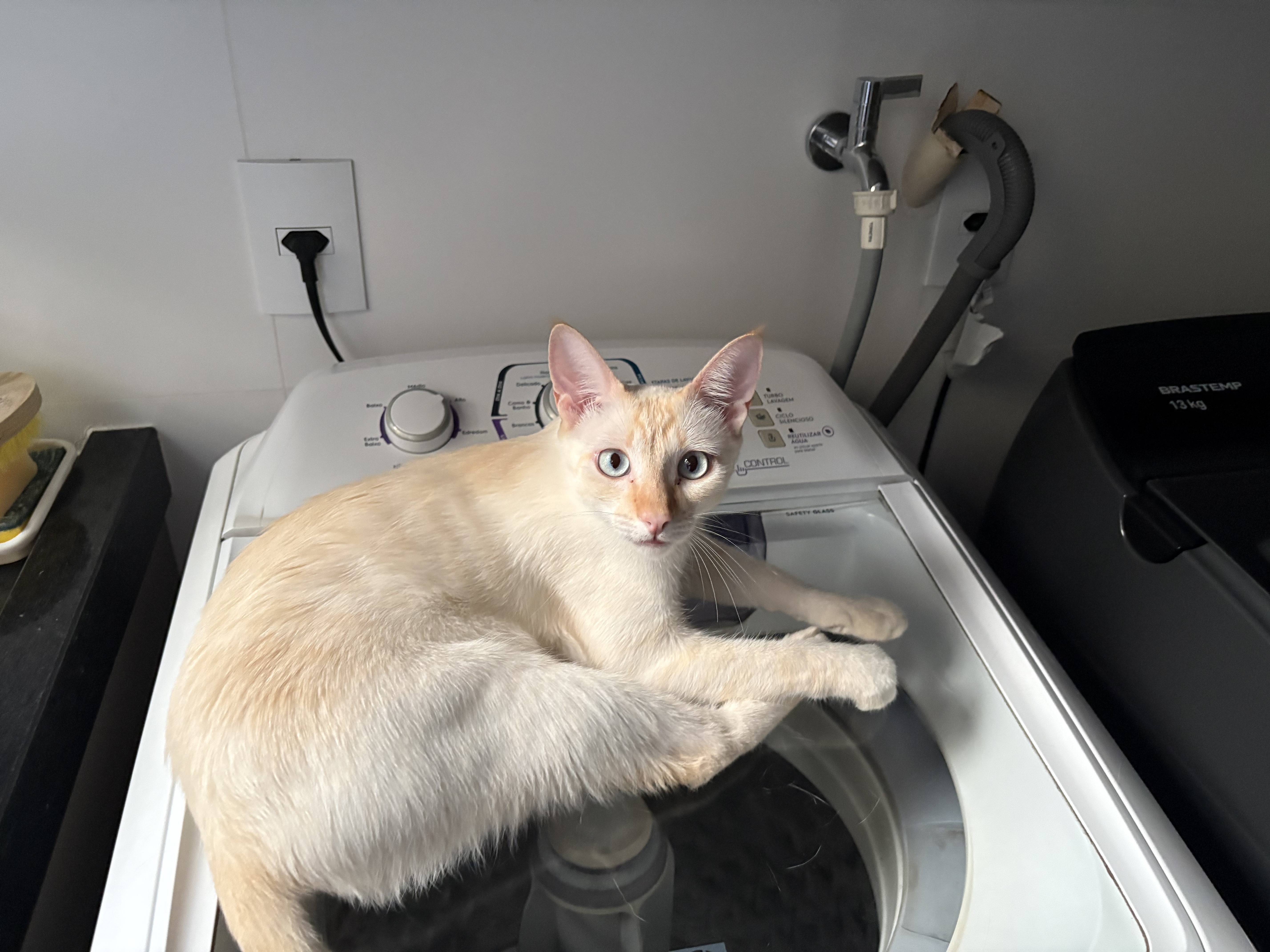 Foto de gato perdido em Catanduva