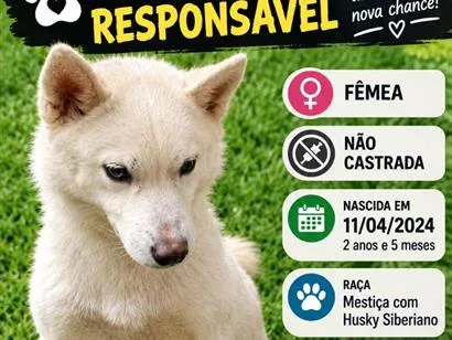 Foto de Maia para doação adocao em Cotia