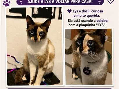 Foto de Lys perdido em Santa Bárbara d'Oeste