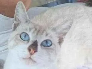 Foto de Pitoco perdido em Mongaguá