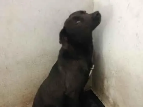 Foto de Jinx para doação adocao em Santo André