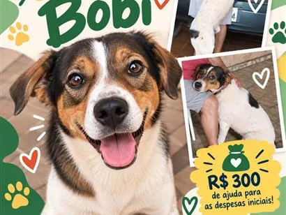 Foto de Bobi para doação adocao em Tatuí