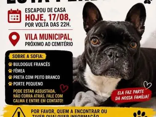 Foto de Sofia perdido em Bragança Paulista