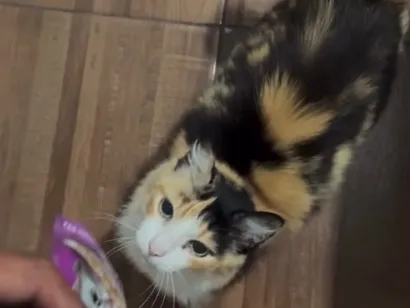 Foto de Mel perdido em Poá