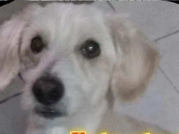 Foto de luck perdido em São Paulo