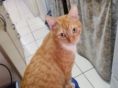 Foto de Simba perdido em São Vicente