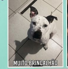 Foto de Bjorn adocao em São Paulo