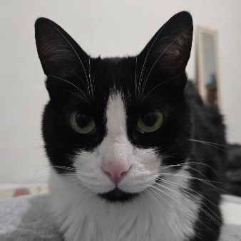 Foto de Zuko perdido em São Paulo