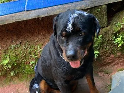 Foto de Zeus para doação adocao em Campo Limpo Paulista