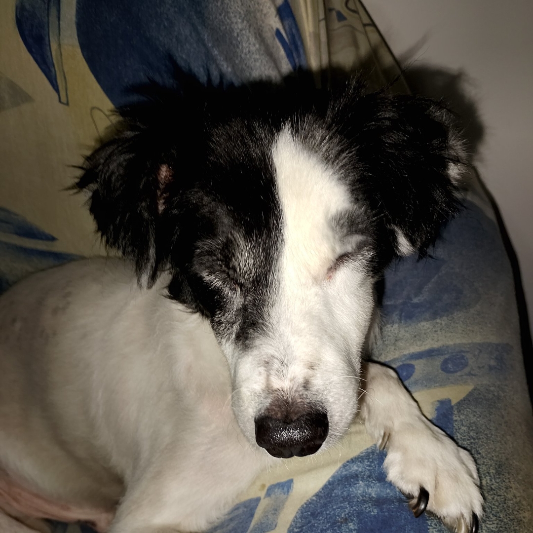 Foto de Pitoco perdido em São Paulo