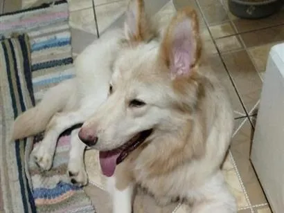 Foto de Lobo para doação adocao em Embu das Artes