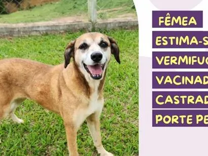 Foto de Wendy para doação adocao em São Paulo