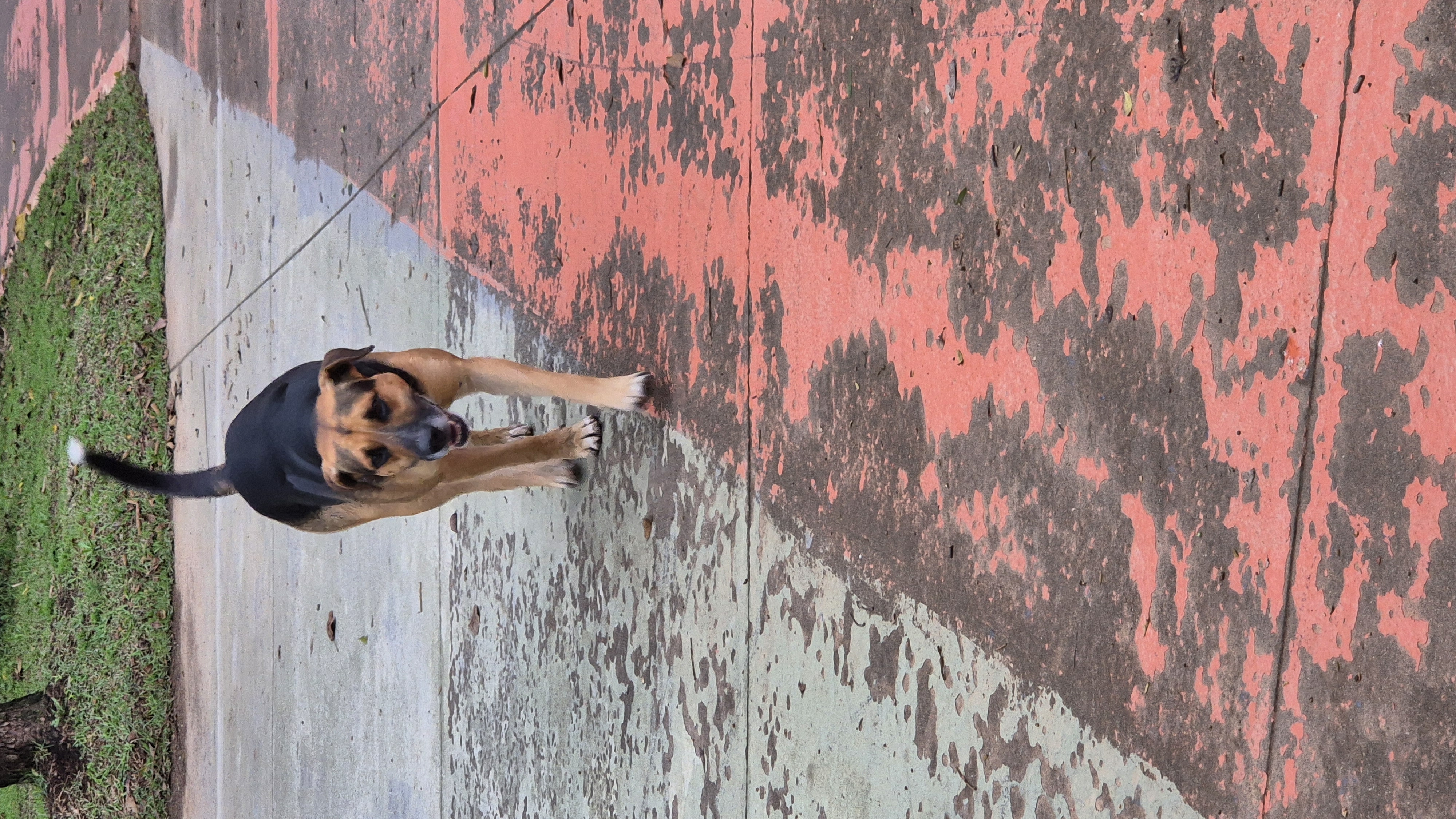 Foto de cachorro encontrado em São Bernardo do Campo