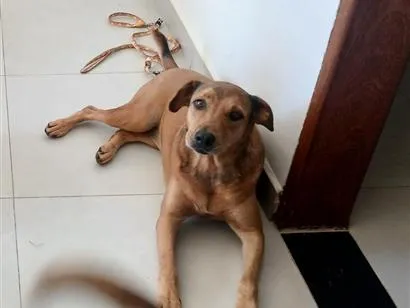 Foto de Gleice perdido em Amparo