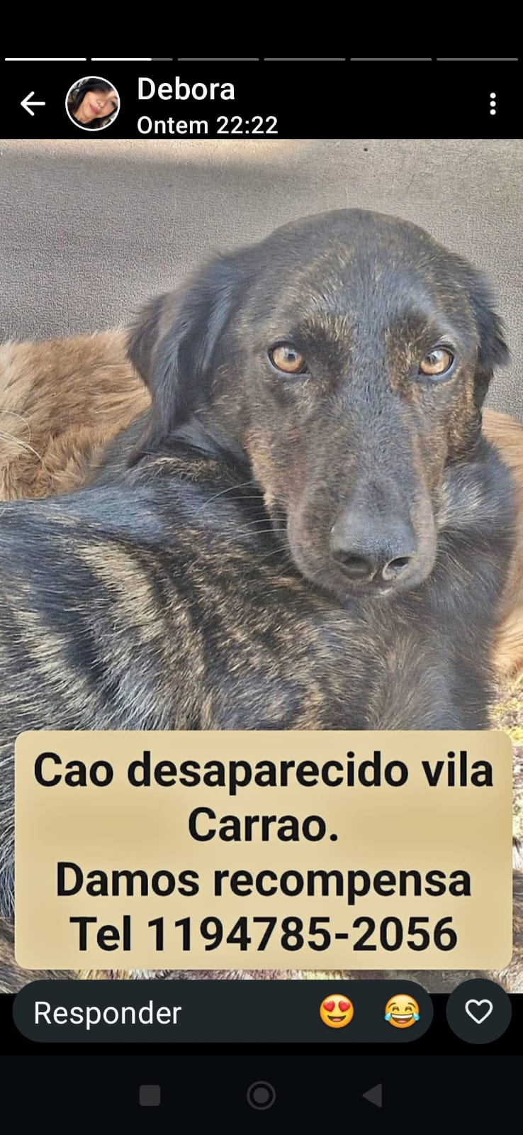 Foto de cachorro perdido em São Paulo