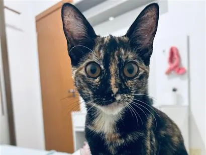 Foto de Canela para doação adocao em São José dos Campos