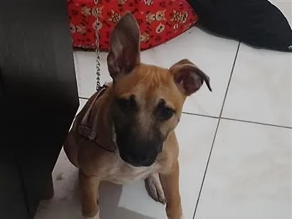Foto de Bella para doação adocao em Itaquaquecetuba