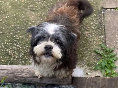 Foto de Tobi perdido em São Roque