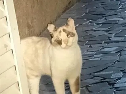 Foto de Lunna para doação adocao em Sorocaba