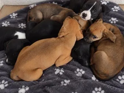 Foto de Cachorros e Cadelas filhotes para doação adocao em São Paulo