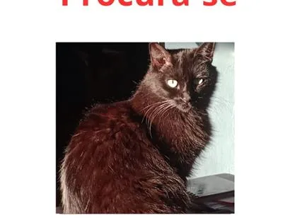 Foto de Black perdido em Taboão da Serra