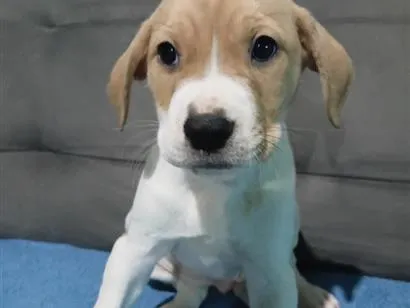 Foto de Cachorros e Cadelas Cacau para doação adocao em São Paulo