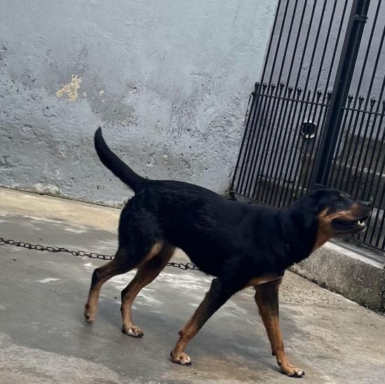 Foto de Pandora adocao em São Paulo