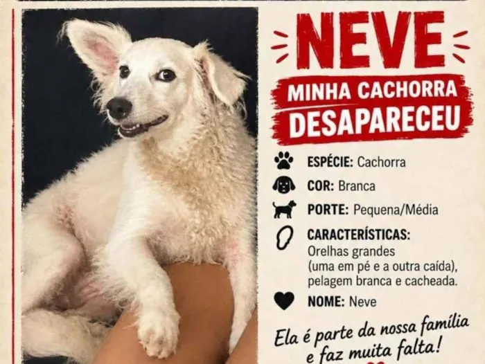 Foto de Cachorros e Cadelas Neve Perdidos perdido em Caçapava