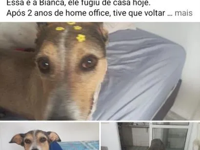 Foto de Bianca perdido em São Paulo