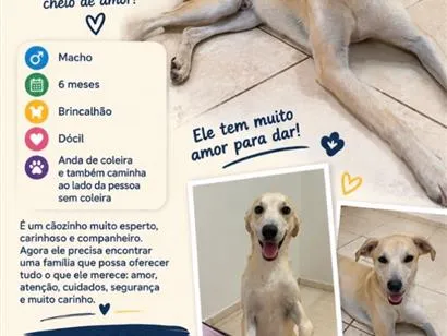 Foto de Sem nome para doação adocao em São José do Rio Preto