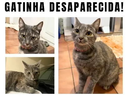 Foto de Bella perdido em São Pedro