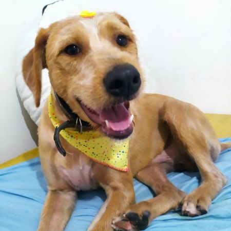 Foto de Cookie adocao em São Caetano do Sul