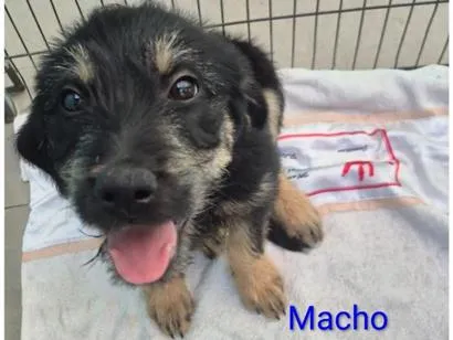 Foto de Cachorros e Cadelas Totó e Fifi para doação adocao em São Paulo