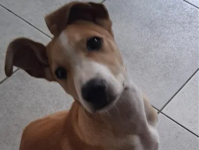 Foto de Simba para doação adocao em São Paulo
