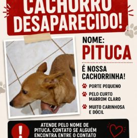 Foto de Pituca perdido em Ribeirão Preto
