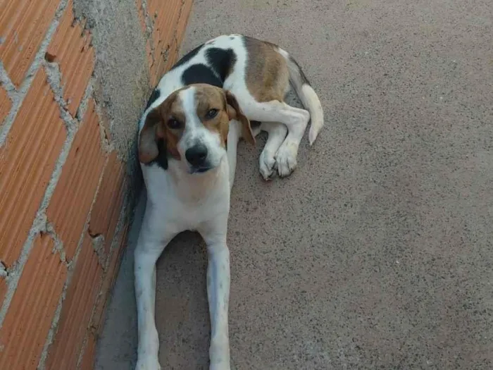 Foto de scooby para doação adocao em Ituverava