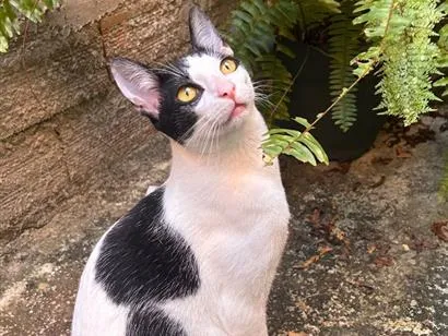 Foto de Dom para doação adocao em Engenheiro Coelho