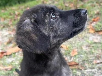 Foto de Nala para doação adocao em São Paulo