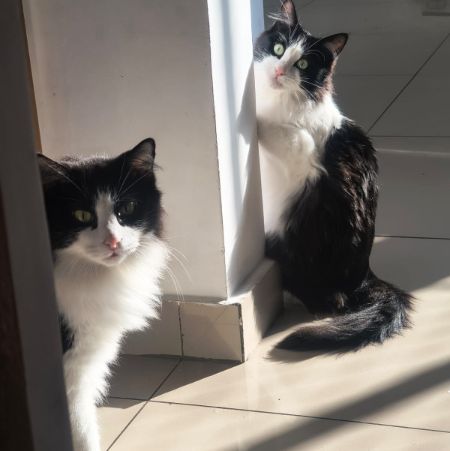 Foto de Ask E Cloe adocao em Taboão da Serra